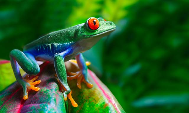 rana de costa rica